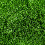 National Lawn Care Growth Research Grass