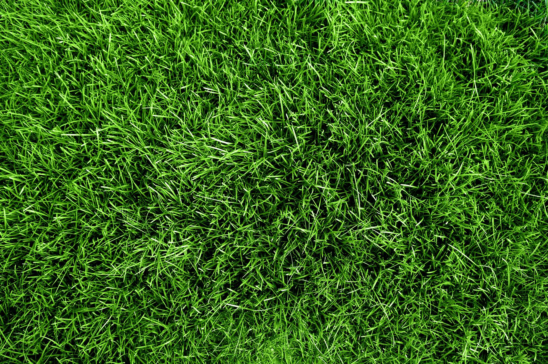 National Lawn Care Growth Research Grass