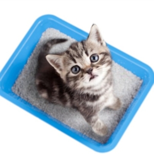 Sensory Claim Litigation Case Study: Kitty Litter image cat in litter box