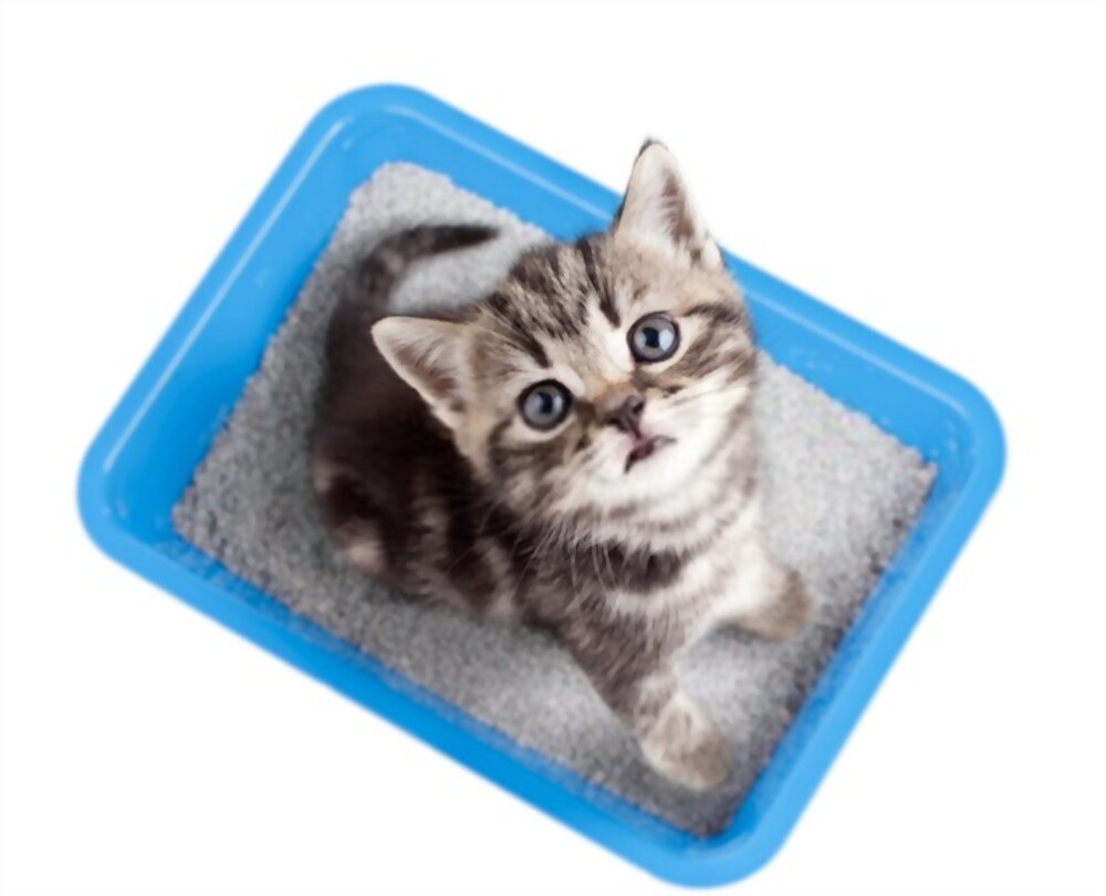 Sensory Claim Litigation Case Study: Kitty Litter image cat in litter box