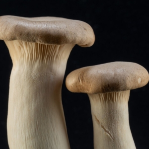 Functional Foods Face Pharma-Level Scrutiny: Mushrooms and Matcha